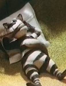 Летели два верблюда