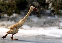 Кадр Петя и волк