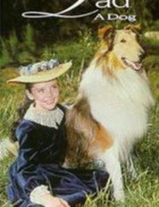Lad: A Dog