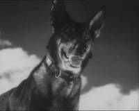 Кадр Джульбарс