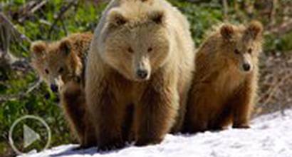 Трейлер (русский дублированный) 