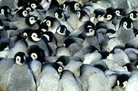 Кадр Птицы 2: Путешествие на край света