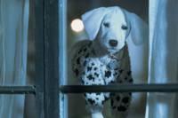 Кадр 102 далматинца