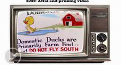 Мультфильм 