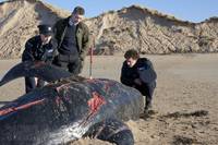 Кадр Грэбберы