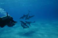 Кадр Большое путешествие вглубь океанов 3D