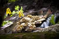 Кадр Ганнибал