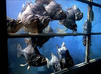 Кадр Пираньи