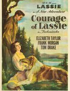 Храбрость Лесси