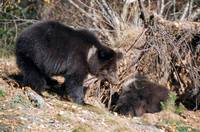 Кадр Кнут и его друзья