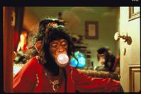 Кадр Бэйб: Поросенок в городе