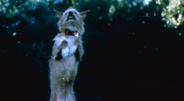 Кадр из фильма "Король футбола" - 1