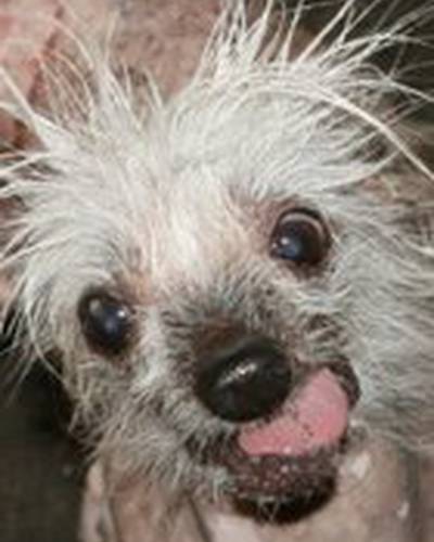 Rascal The World's Ugliest Dog фото