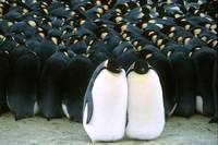 Кадр Птицы 2: Путешествие на край света