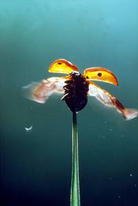 Кадр Микрокосмос