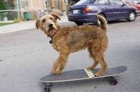 Кадр Пожарный пес