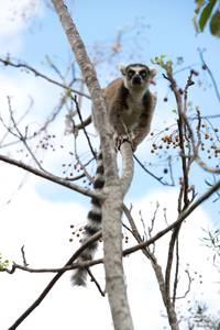 Кадр Остров лемуров: Мадагаскар