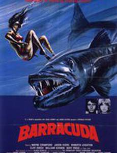 Барракуда