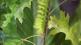 Кадр из фильма "Букашки! 3D" - 1