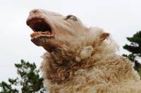 Кадр Паршивая овца