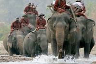 Кадр Санни и слон