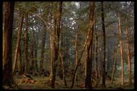 Кадр Властелин колец: Братство кольца