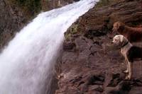 Кадр Дорога домой: Невероятное путешествие