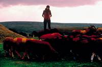 Кадр Английский цирюльник