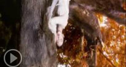 Музыкальный клип