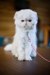 Кадр Люблю твою жену