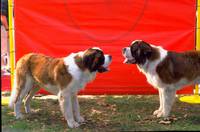 Кадр Бетховен 4 (видео)