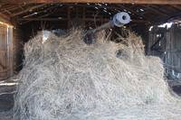 Кадр Белый тигр