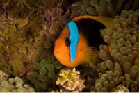 Кадр Океаны