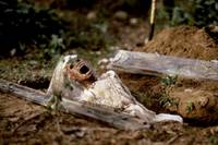 Кадр Змей и радуга