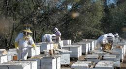 Кадр из фильма "Больше чем мед" - 2