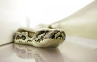 Кадр Змеиный полет