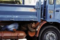 Кадр Веселая пасха