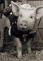 Арнольд фото