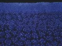 Кадр Ночь на Галактической железной дороге