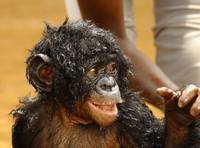 Кадр Бонобо