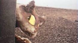 Кадр из фильма "Кто сказал мяу?" - 2