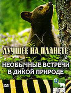 Animal Planet: Необычные встречи в дикой природе