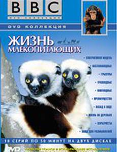 BBC: Жизнь млекопитающих
