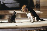 Кадр Кошки против собак