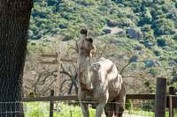 Кадр Мы купили зоопарк