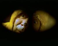 Кадр Тупой жирный заяц