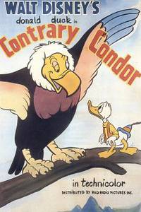 Постер Птица кондор