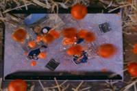 Кадр Помидоры-убийцы съедают Францию!