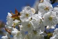 Кадр Больше чем мед