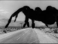 Кадр Тарантул